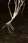 Silver beardgrass